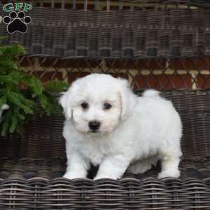 Pierre, Bichon Frise Puppy